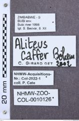 Etiketten zu Propsephus pedestris (NHMW-ZOO-COL-0010126)